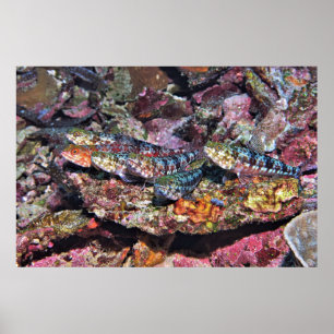Poster Lizard