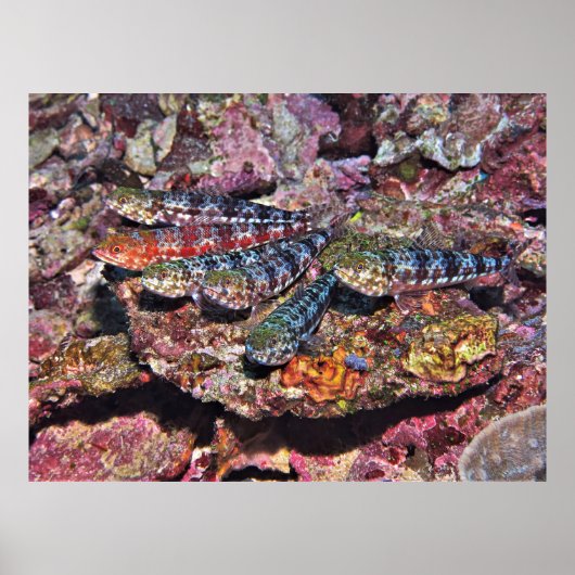 Poster Lizard (Devant)