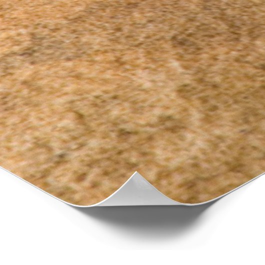 Poster Lizard à collier (Coin)