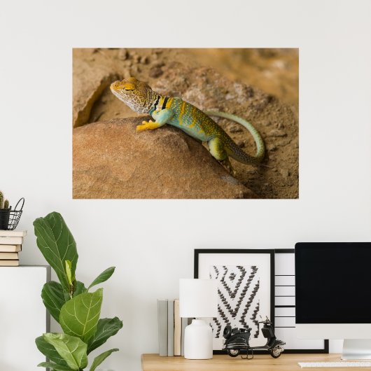Poster Lizard à collier (Bureau à domicile)