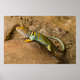 Poster Lizard à collier