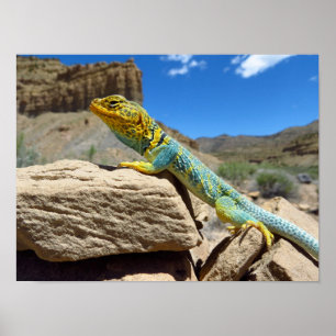 Poster Lizard à collier près de Thompson Springs