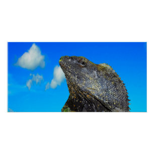 Poster Lizard à cou cassé