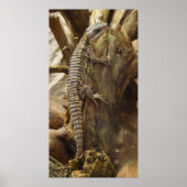 Poster Lizard à queue épineuse Cordylus Tropidosternum (Devant)