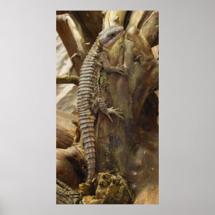 Poster Lizard à queue épineuse Cordylus Tropidosternum