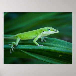 Poster Lizard d'Anole Verte