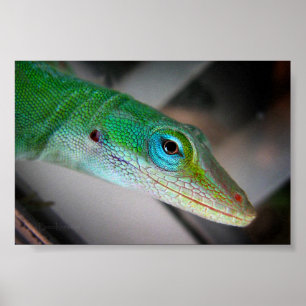 Poster Lizard d'Anole Verte