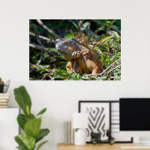Poster Lizard de Belize, Iguana orange pacifique (Bureau à domicile)