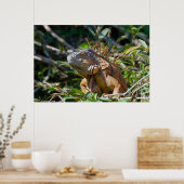 Poster Lizard de Belize, Iguana orange pacifique (Cuisine)