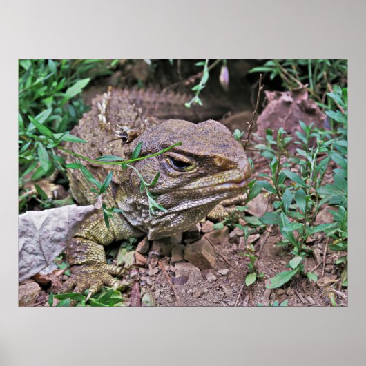 Poster Lizard de Nouvelle-Zélande : Tuatara (Devant)