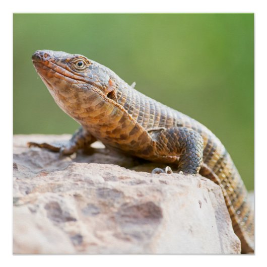 Poster Lizard plaqué (Devant)