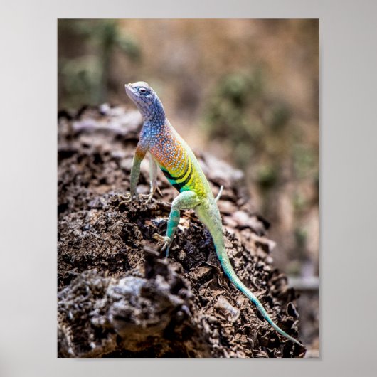 Poster Lizard plus grand (Devant)