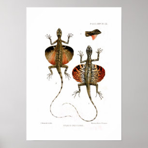 Poster Lizard volant