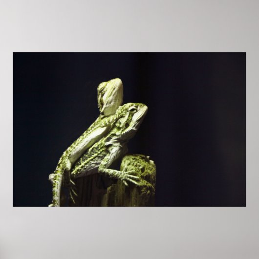 Poster Lizards (Devant)