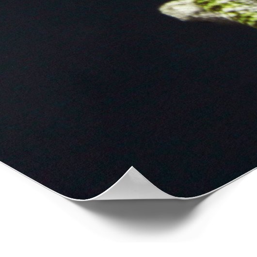 Poster Lizards (Coin)