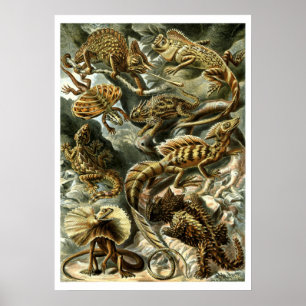 Poster Lizards reptiles par Ernst Haeckel