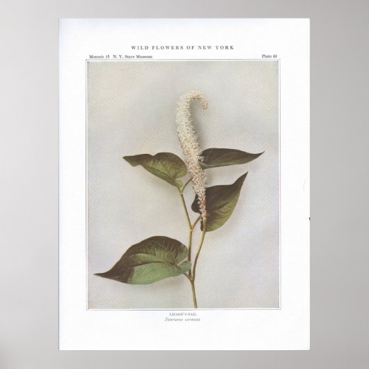 Poster Lizard's-Tail - Saururus cernuus (Devant)