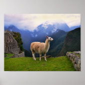 Poster Llama à Machu Picchu, Pérou (Devant)