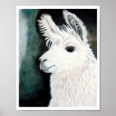 Poster Llama blanche (Devant)