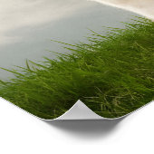 Poster Llama blanche avec lunettes bleues (Coin)