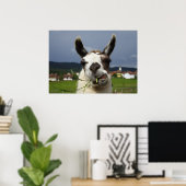 Poster Llama la plus froide (Bureau à domicile)