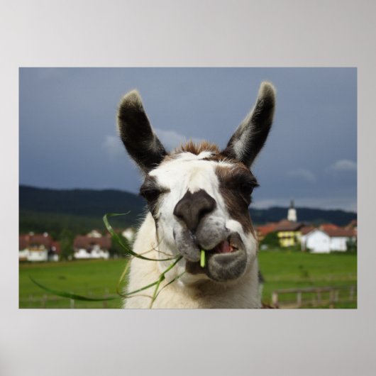 Poster Llama la plus froide (Devant)