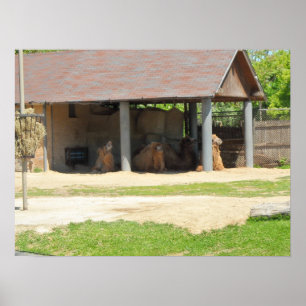 Poster Llama Love