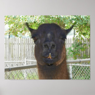 Poster Llama pose pour caméra