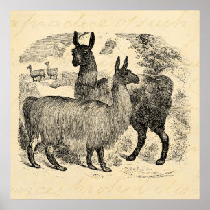 Poster Llama rétro Llamas Modèle vintage du XIXe siècle