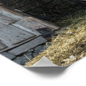 Poster Llama, Salutation Le Jour (Coin)