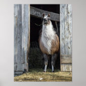 Poster Llama, Salutation Le Jour (Devant)