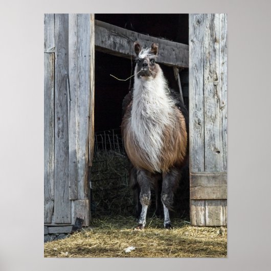 Poster Llama, Salutation Le Jour (Devant)