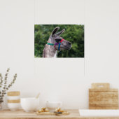 Poster Llama supériorité (Cuisine)