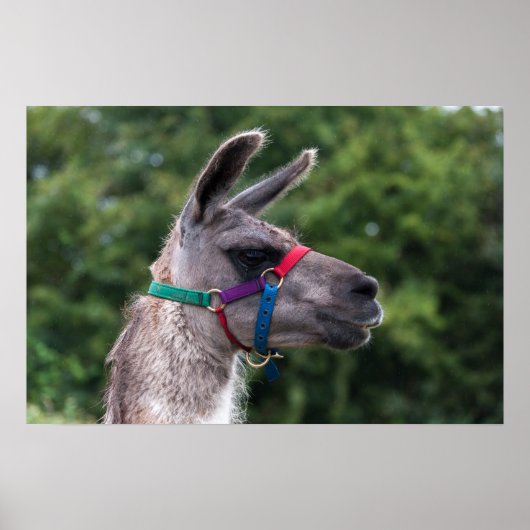 Poster Llama supériorité (Devant)