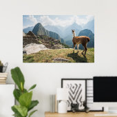 Poster Llama surplombant les ruines | Machu Picchu, Pérou (Bureau à domicile)