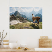 Poster Llama surplombant les ruines | Machu Picchu, Pérou (Cuisine)