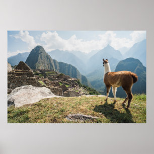 Poster Llama surplombant les ruines   Machu Picchu, Pérou