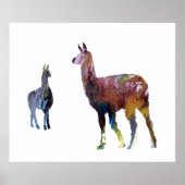 Poster Llamas (Devant)