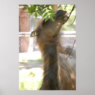 Poster Llamas