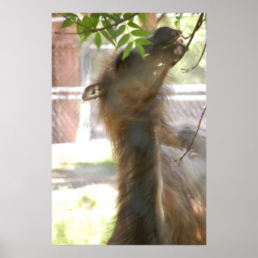 Poster Llamas (Devant)