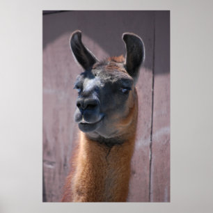 Poster Llamas