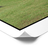 Poster Llamas de Machu Picchu Pérou (Coin)