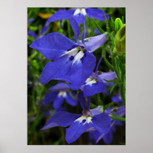Poster Lobelia bleu
