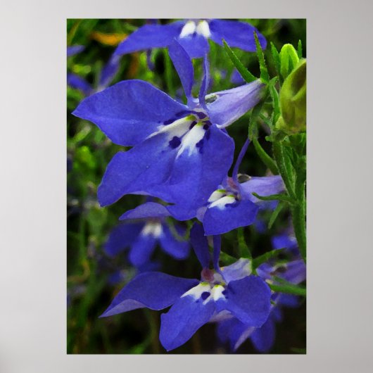 Poster Lobelia bleu (Devant)