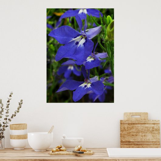 Poster Lobelia bleu (Cuisine)