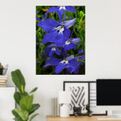 Poster Lobelia bleu (Bureau à domicile)