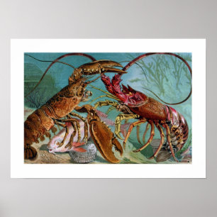 Poster Lobster and Langoustine