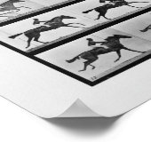 Poster Locomotion animale - 16 Trames de hippocampe Annie (Coin)