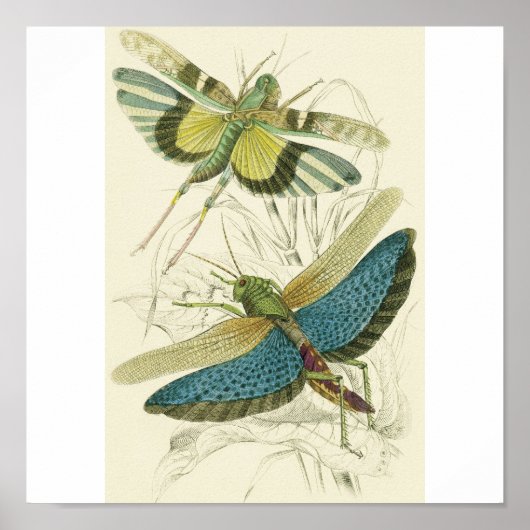 Poster Locusta Cristata (en bas), Locusta flava (en haut) (Devant)