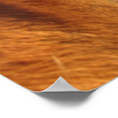 Poster L'oeil de Scotch (Coin)